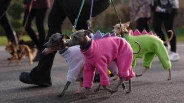 How to watch Crufts 2026