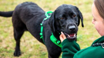 How to watch The Dog House Series 9