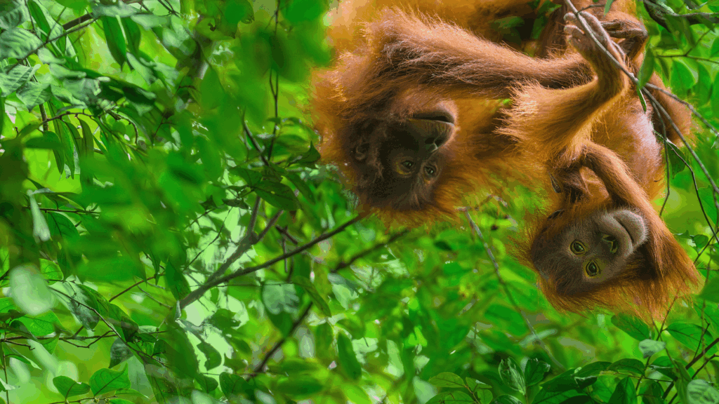 How to watch Orangutan documentary