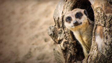 How to watch Inside Longleat Season 2