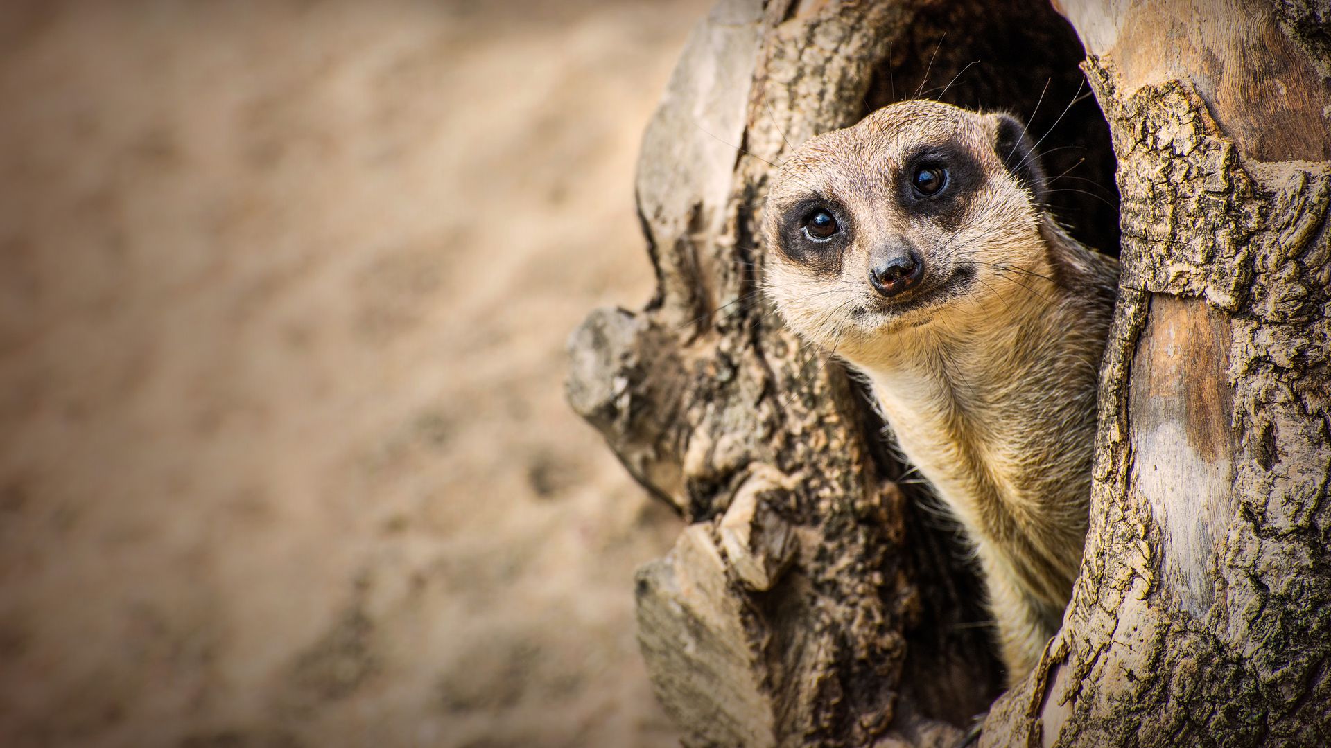 How to watch Inside Longleat Season 2